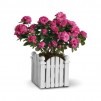 Picket Fence Azalea